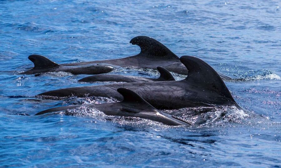 Funchal: Dolphin and Whale Watching Cruise - What the two-hour itinerary feels like