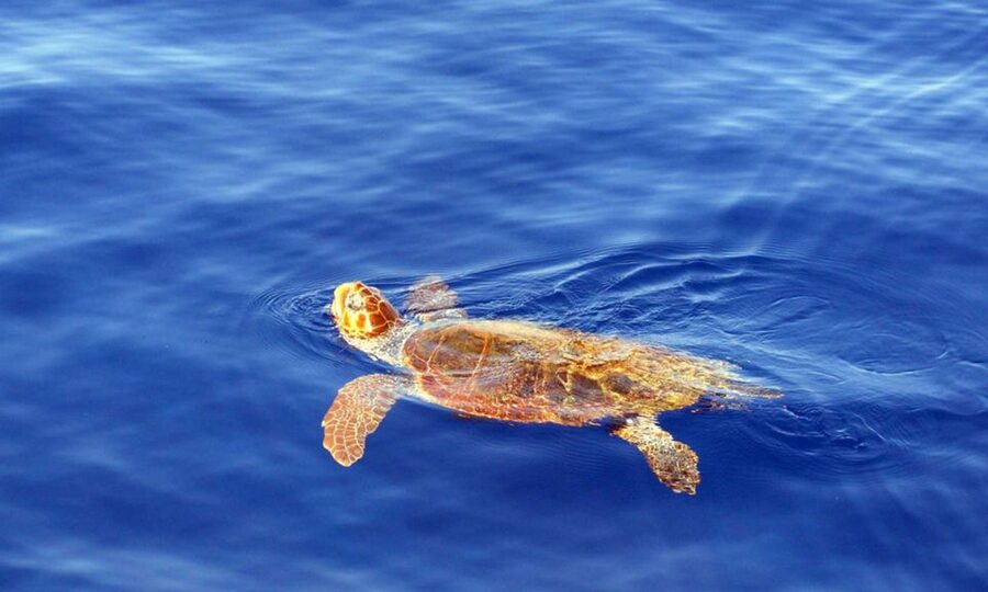 Funchal: Dolphin and Whale Watching Cruise - Comfort, spray, and what to bring