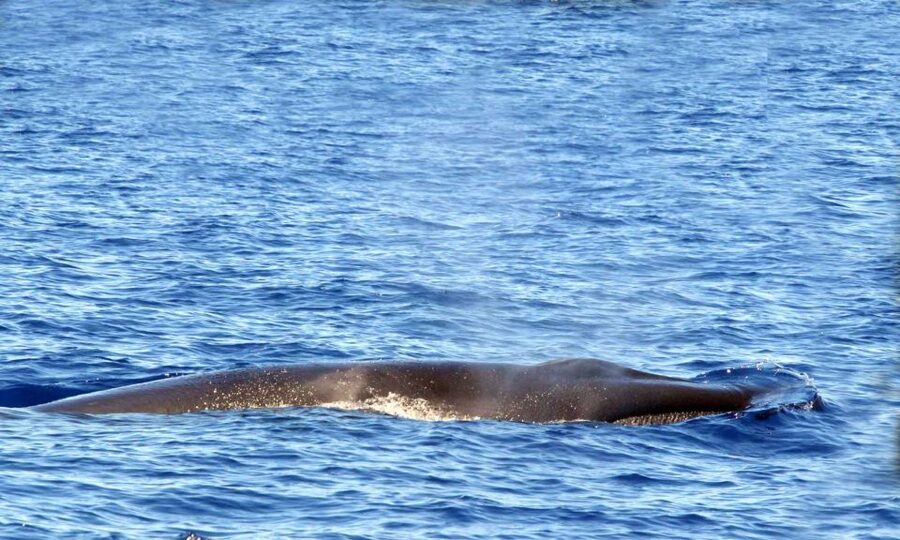 Funchal: Dolphin and Whale Watching Cruise - How the wildlife guarantee works