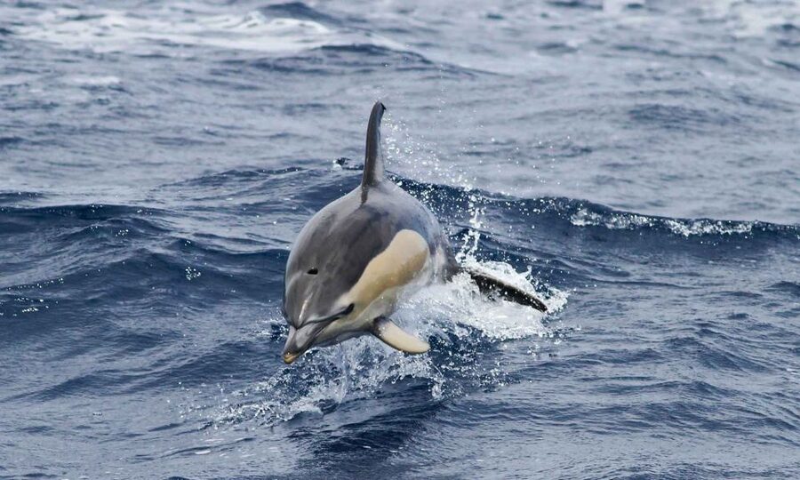 Funchal: Dolphin and Whale Watching Cruise - Is $58 good value for two hours?