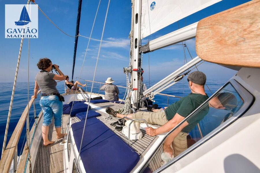 Funchal: Dolphin and Whale Watching Sailing Trip - What the $47 price really covers