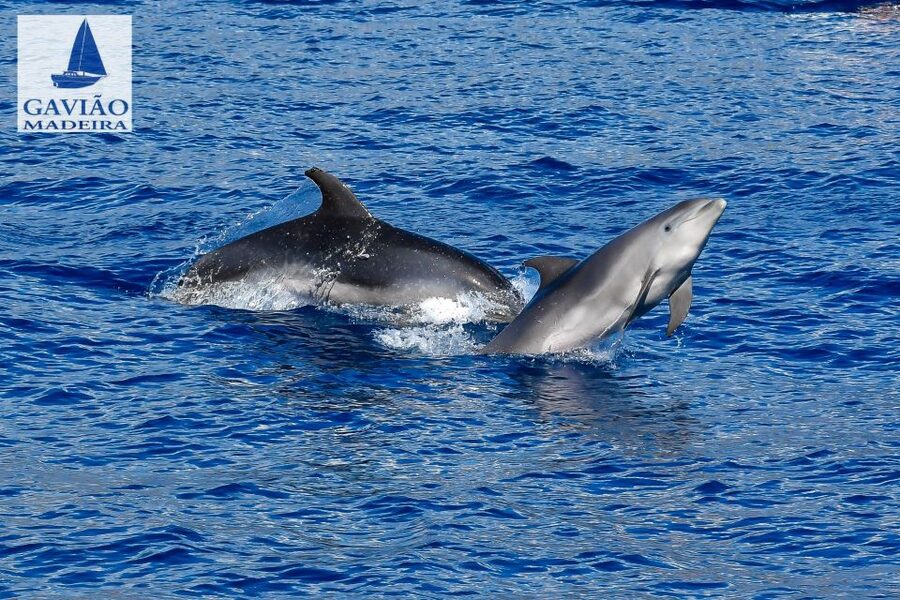 Funchal: Dolphin and Whale Watching Sailing Trip - Who will enjoy this trip most
