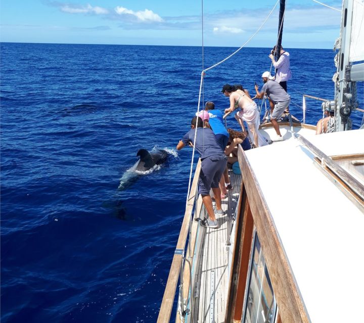 Funchal: Dolphin and Whale Watching Sailing Trip - Practical details before you book
