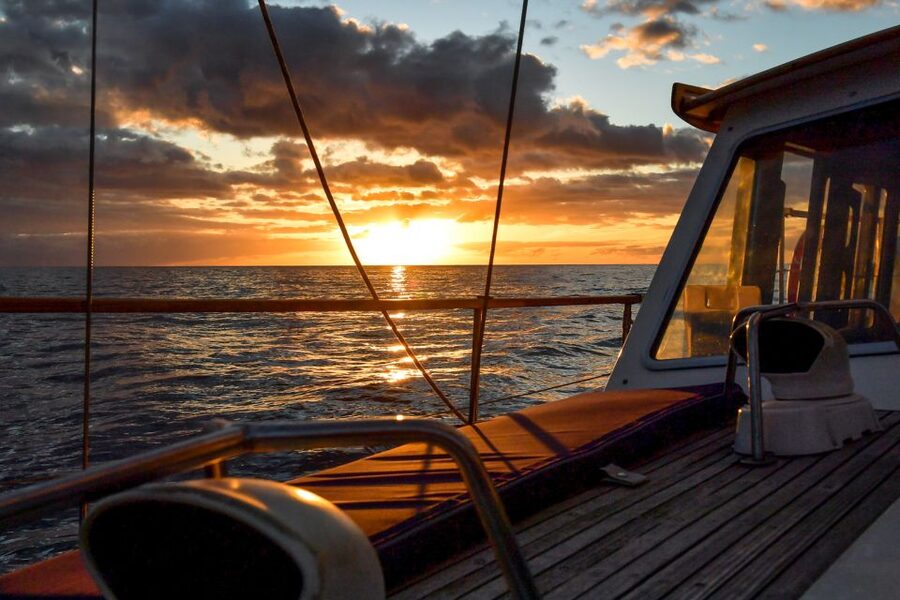 Funchal: Dolphin and Whale Watching Sunset Sailing Tour - Searching for dolphins, whales, and sea turtles