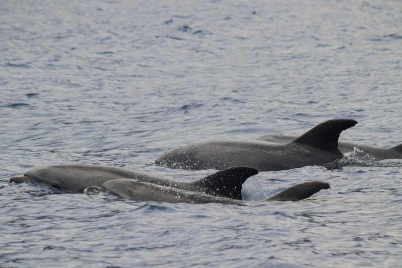 Funchal: Guarantee Wild Dolphin&Whale Watching by RIB - Key points to know before you book