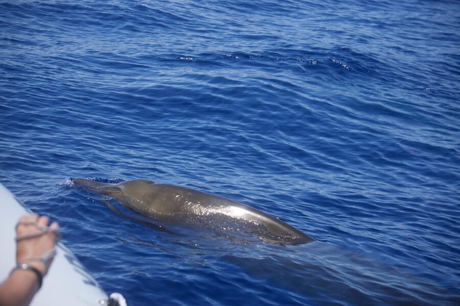 Funchal: Guarantee Wild Dolphin&Whale Watching by RIB - Leaving Funchal for the open Atlantic