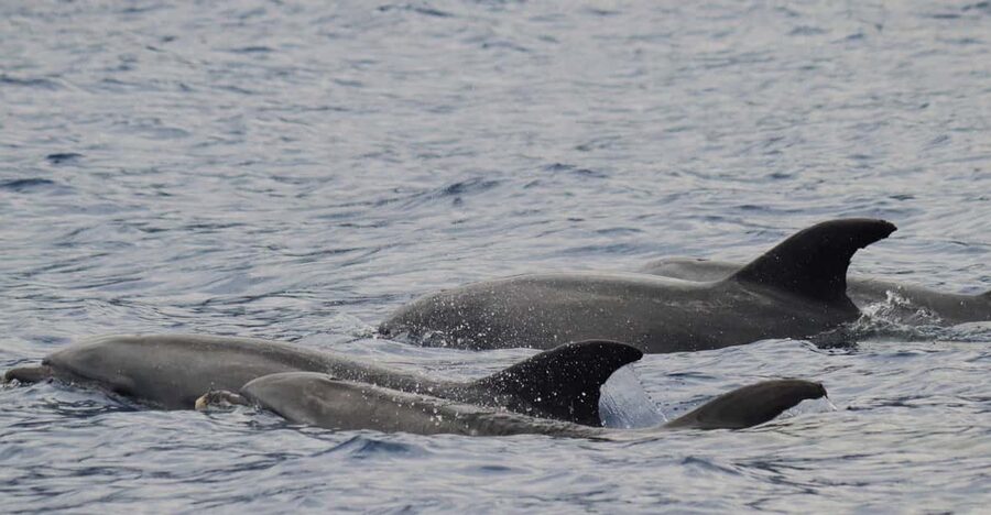 Funchal: Guarantee Wild Dolphin&Whale Watching by RIB - Searching for dolphins, whales, and turtles