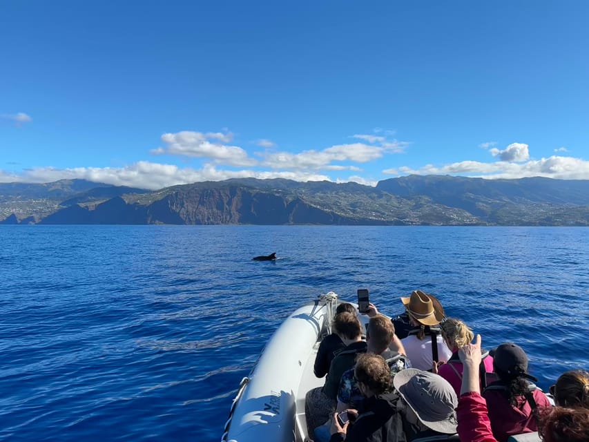 Funchal: Guarantee Wild Dolphin&Whale Watching by RIB - Cabo Girao and the changing coastal views