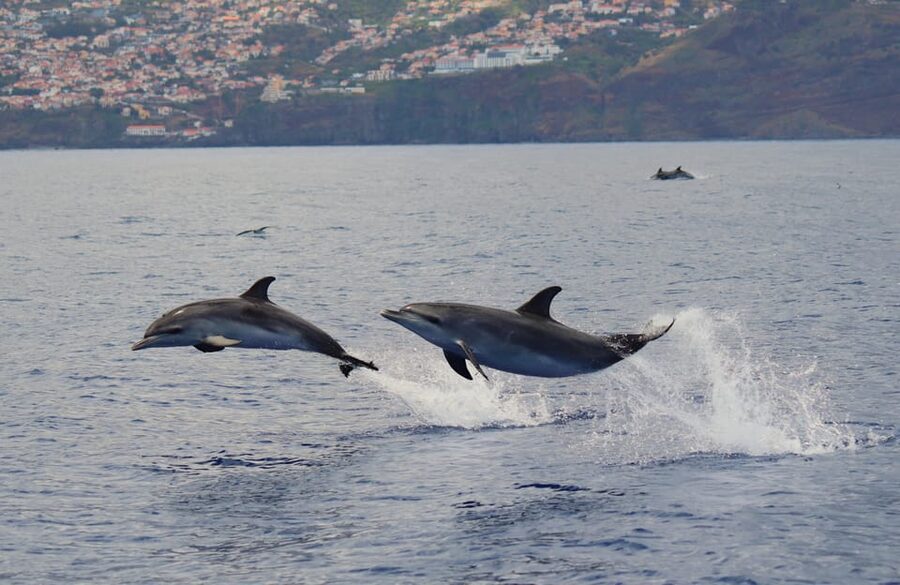 Funchal: Guarantee Wild Dolphin&Whale Watching by RIB - The optional dolphin swim, with strict limits