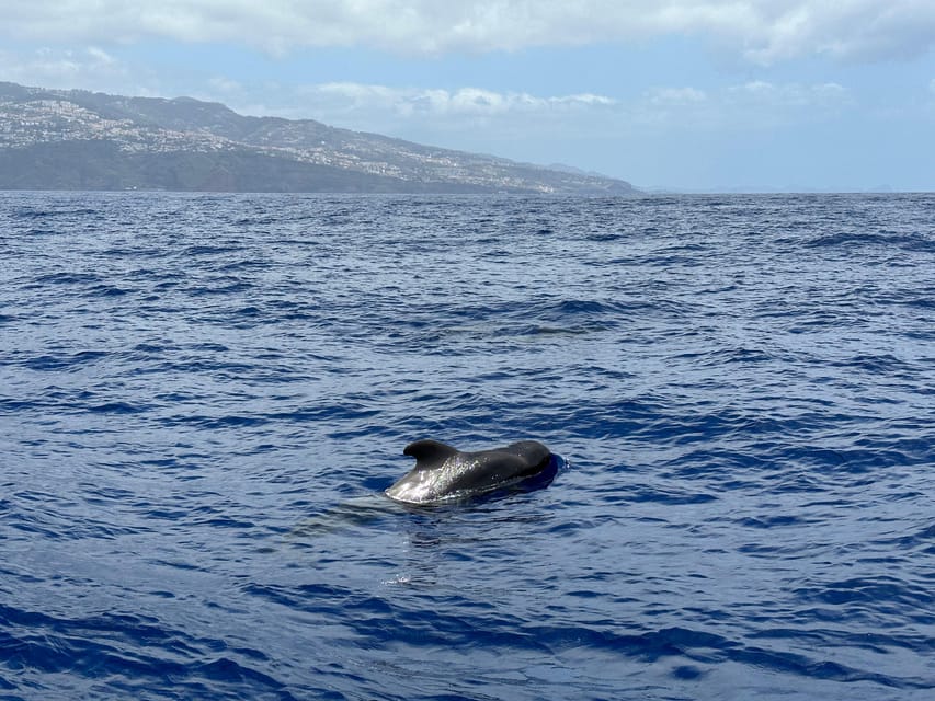 Funchal: Guarantee Wild Dolphin&Whale Watching by RIB - How the crew affects your day