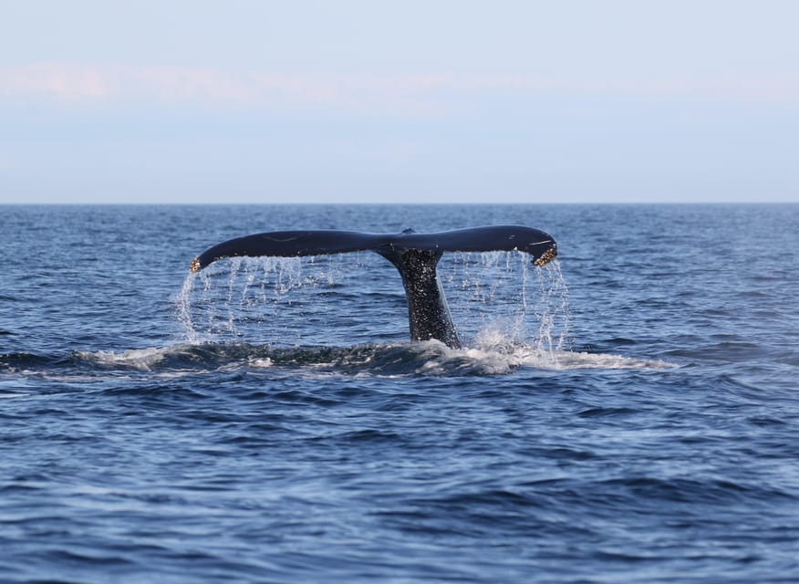 Funchal: Guarantee Wild Dolphin&Whale Watching by RIB - Is $70 good value for 2.5 hours?