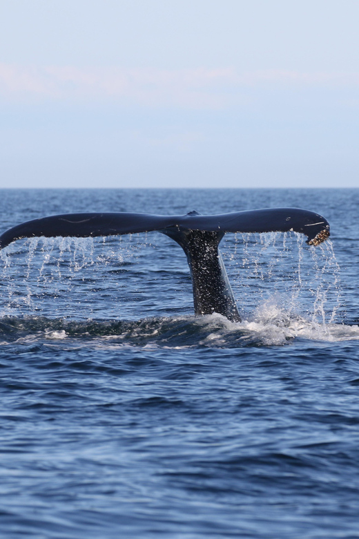 Funchal: Guarantee Wild Dolphin&Whale Watching by RIB - Who will enjoy this Madeira boat trip?