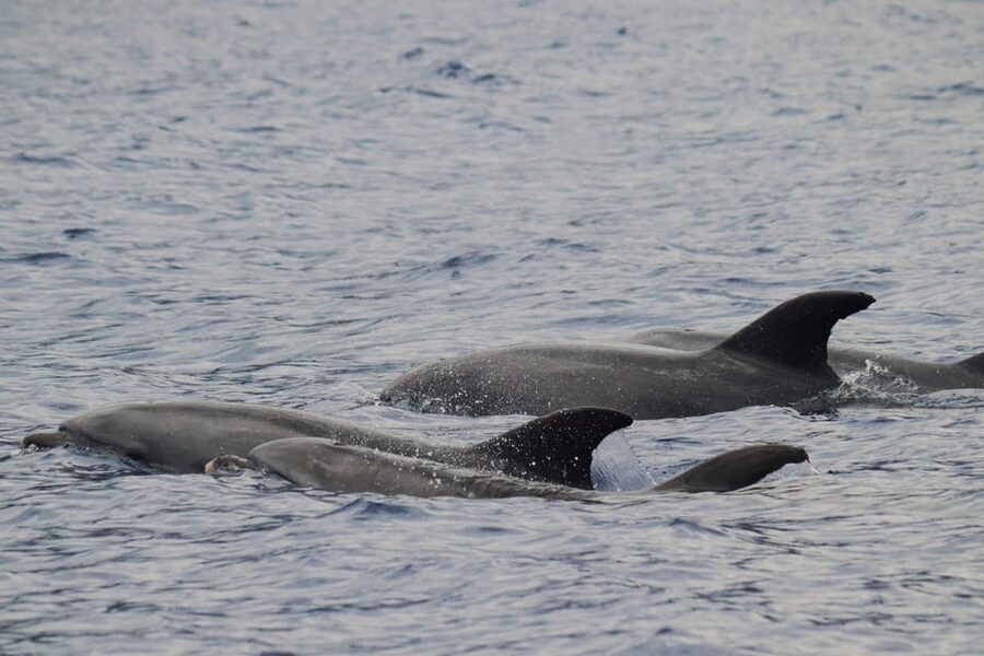 Funchal: Guarantee Wild Dolphin&Whale Watching by RIB - Why the RIB format changes the experience