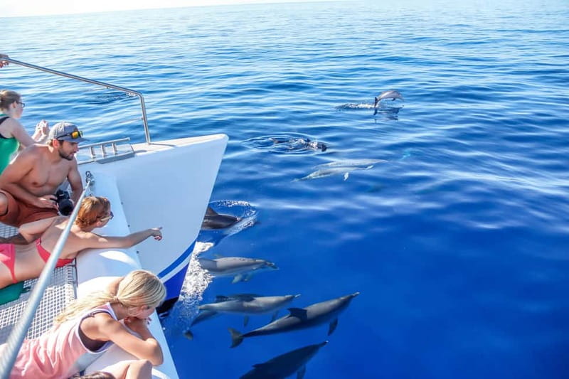Funchal:Hop-on Hop-off Bus & Whale & Dolphin boat Excursion - Key points to know before you book