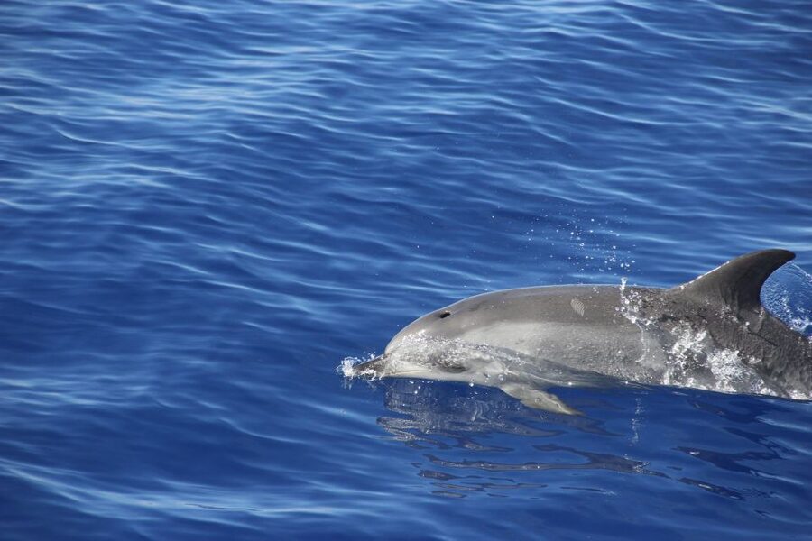 Funchal:Hop-on Hop-off Bus & Whale & Dolphin boat Excursion - The catamaran trip from Funchal