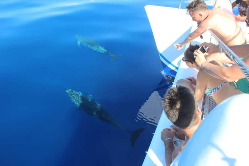 Funchal:Hop-on Hop-off Bus & Whale & Dolphin boat Excursion - Madeira wine and embroidery without extra entry fees