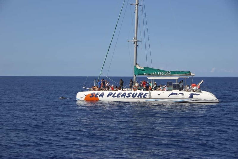 Funchal:Hop-on Hop-off Bus & Whale & Dolphin boat Excursion - Who should book this Funchal package?