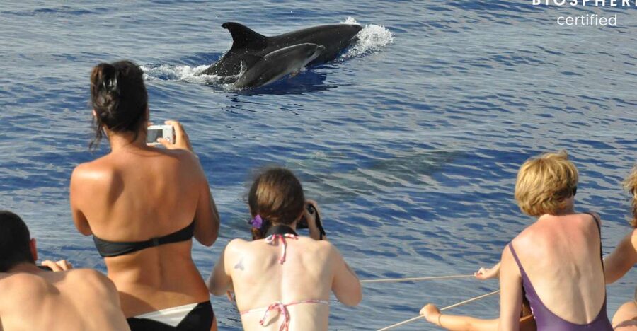 Funchal: Pico Arieiro, Cristo Rei and Dolphins Watching - From Funchal to Madeira’s high point