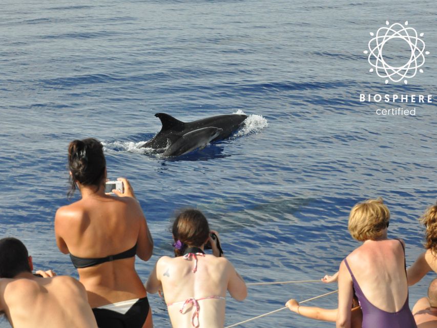 Funchal: Pico Arieiro, Cristo Rei and Dolphins Watching - Three hours looking for dolphins from Funchal