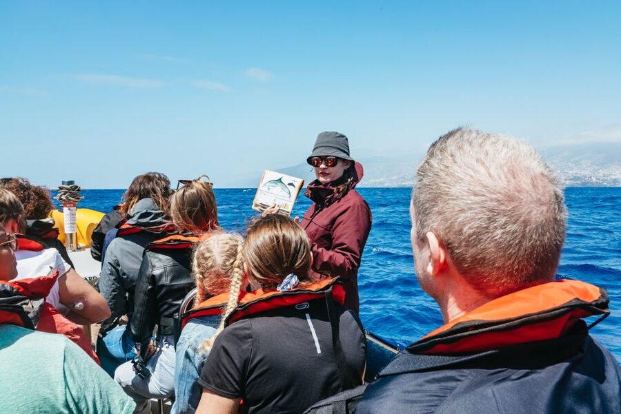 Funchal: Whale and Dolphin Watching Speed Boat Tour - Why this Madeira boat trip feels different
