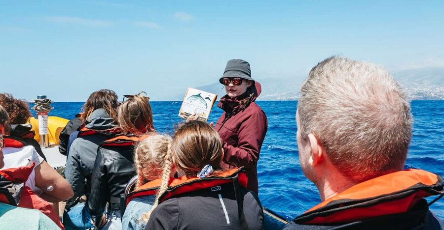 Funchal: Whale and Dolphin Watching Speed Boat Tour - Meeting at Funchal Marina