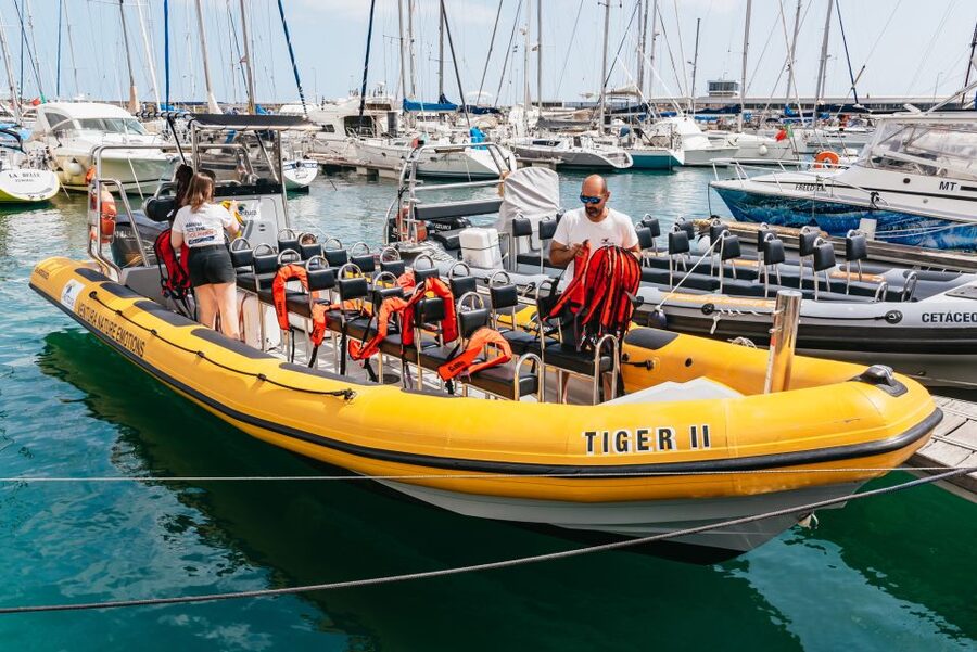 Funchal: Whale and Dolphin Watching Speed Boat Tour - What you might see in the water