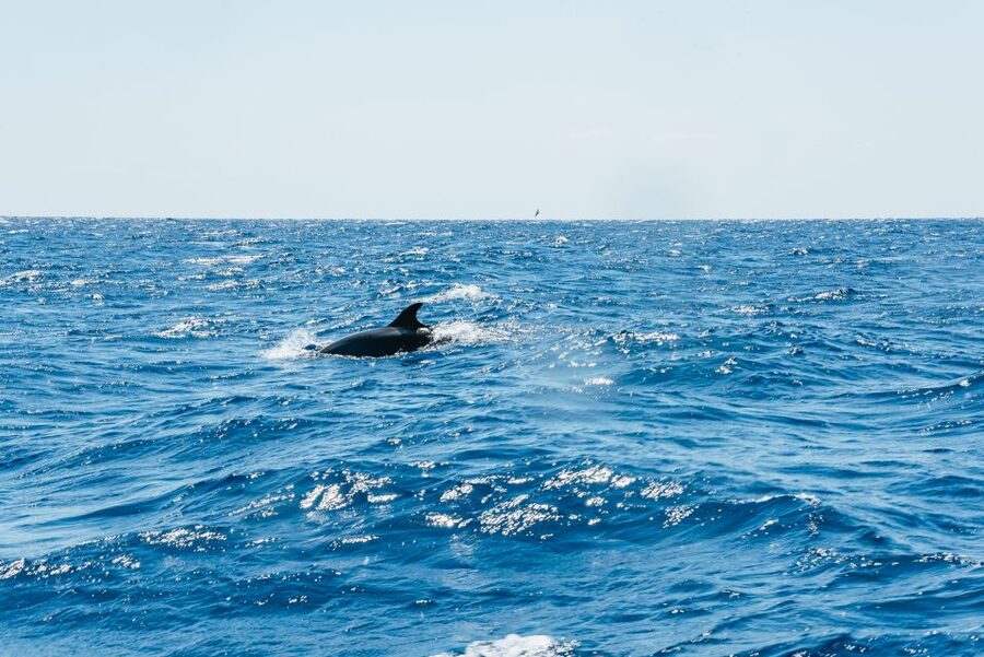 Funchal: Whale and Dolphin Watching Speed Boat Tour - Speed, comfort, and the chance of getting wet