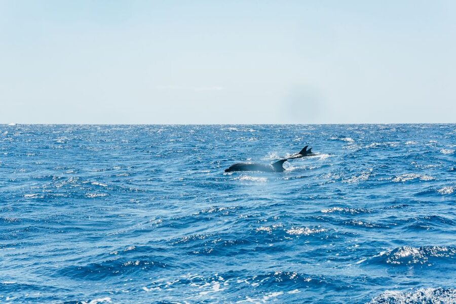 Funchal: Whale and Dolphin Watching Speed Boat Tour - Coastline views beyond the wildlife