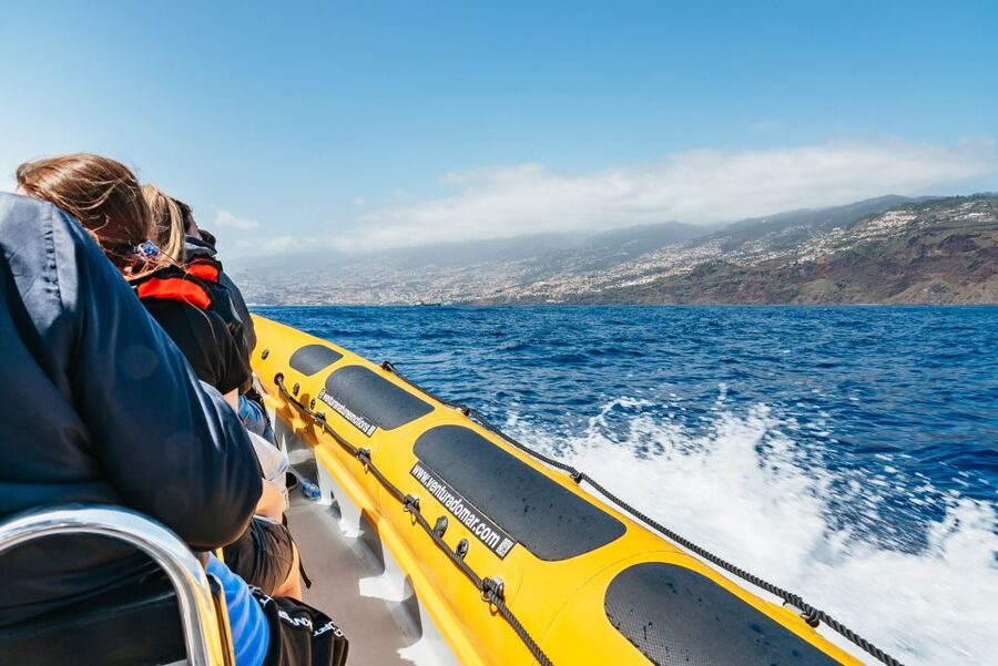 Funchal: Whale and Dolphin Watching Speed Boat Tour - Is $56 a fair price?