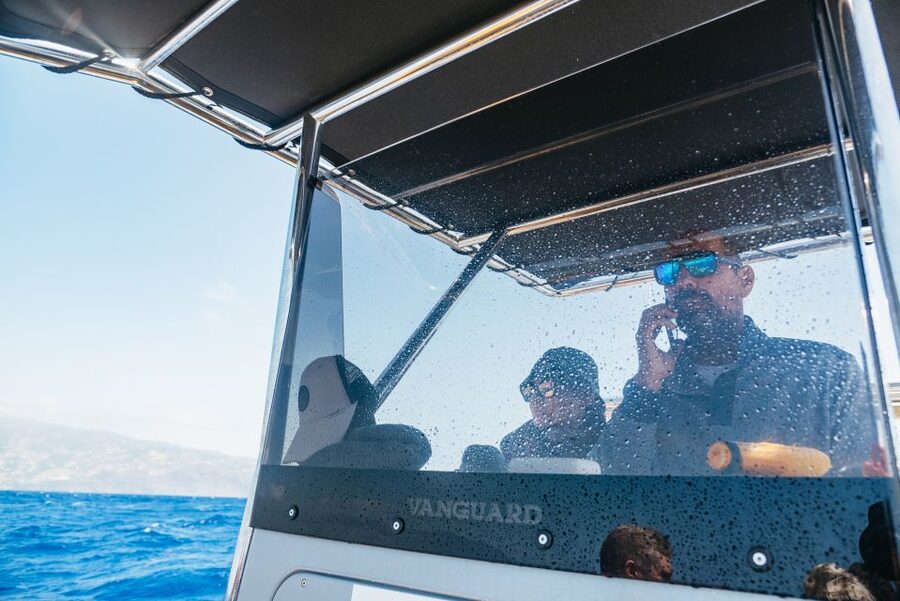 Funchal: Whale and Dolphin Watching Speed Boat Tour - How to plan your day around it