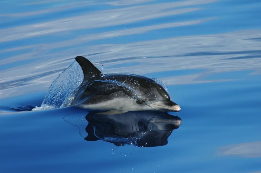 Funchal: Whale and Dolphin Watching Speed Boat Tour - A 2.5-hour search along Madeira’s coast