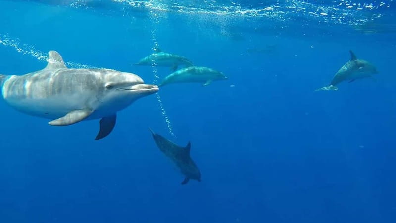 Funchal: Whale Watching and Swimming with Dolphins Cruise - Key points before you book