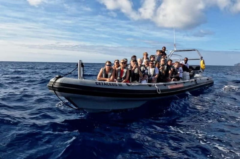 Funchal: Whale Watching and Swimming with Dolphins Cruise - The chance to swim with dolphins
