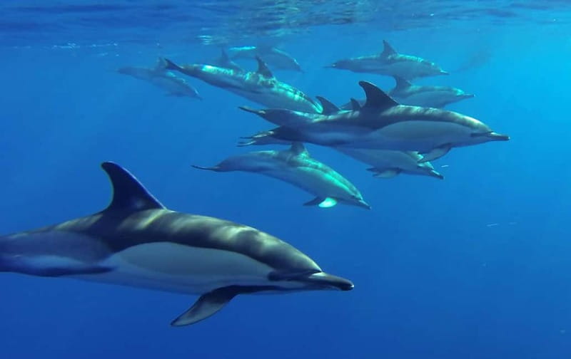 Funchal: Whale Watching and Swimming with Dolphins Cruise - How the marine-biologist guidance affects the experience