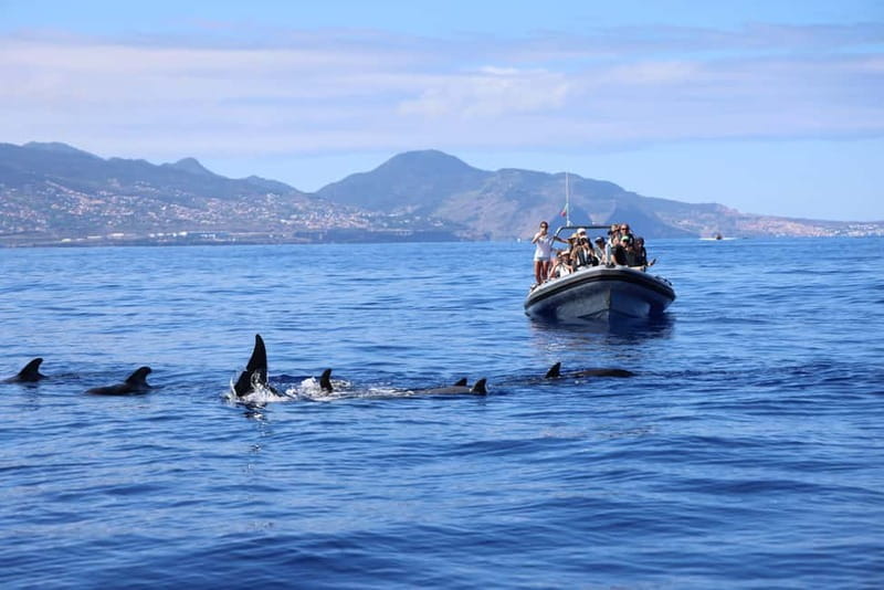 Funchal: Whale Watching and Swimming with Dolphins Cruise - Price and value at $94