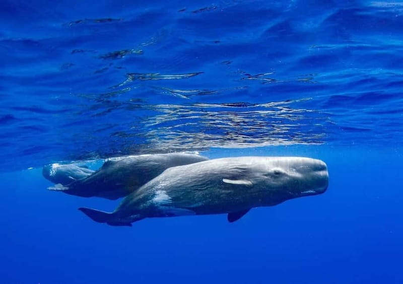 Funchal: Whale Watching and Swimming with Dolphins Cruise - Who will enjoy this Madeira cruise