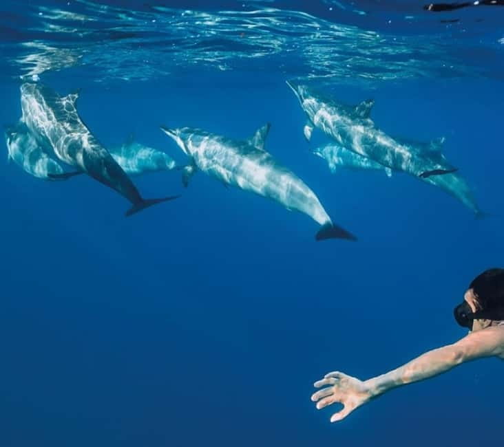 Funchal: Whale Watching and Swimming with Dolphins Cruise - What the 2.5-hour cruise feels like