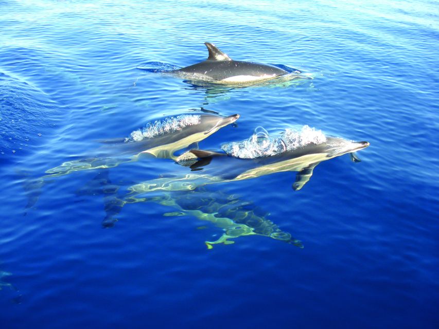 Fuzeta: Dolphin Observation Tour - Leaving Fuzeta through the Ria Formosa