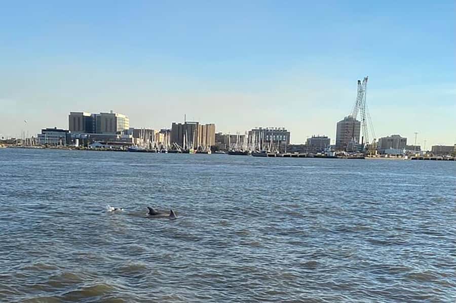 Galveston: Dolphin-Watching Cruise - Key points to know before you go
