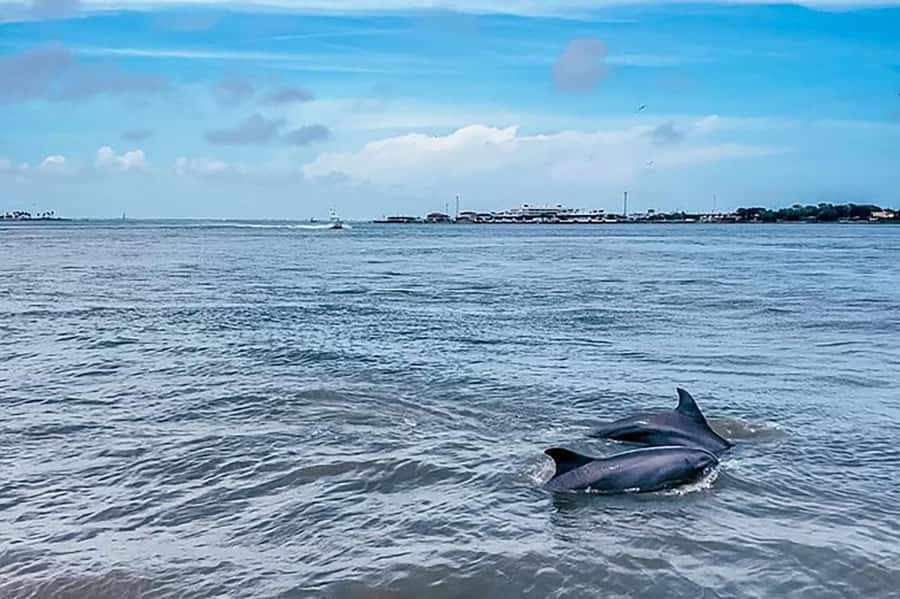 Galveston: Dolphin-Watching Cruise - Guides who make the short ride count