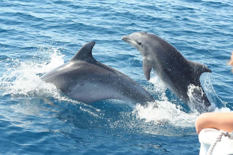 Giardini Naxos: Dolphin Catamaran Sunset Tour with Aperetif - Isola Bella, the Blue Grotto, and the coastal caves