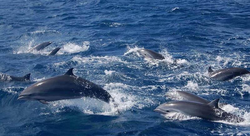 Giardini Naxos: Dolphin Catamaran Sunset Tour with Aperetif - Searching for dolphins after sunset begins