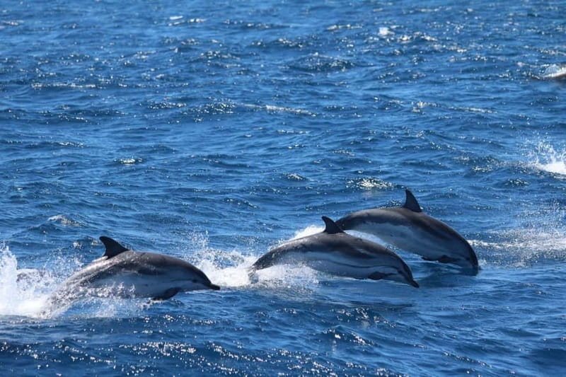 Giardini Naxos: Dolphin Catamaran Sunset Tour with Aperetif - Timing, weather, and what to bring