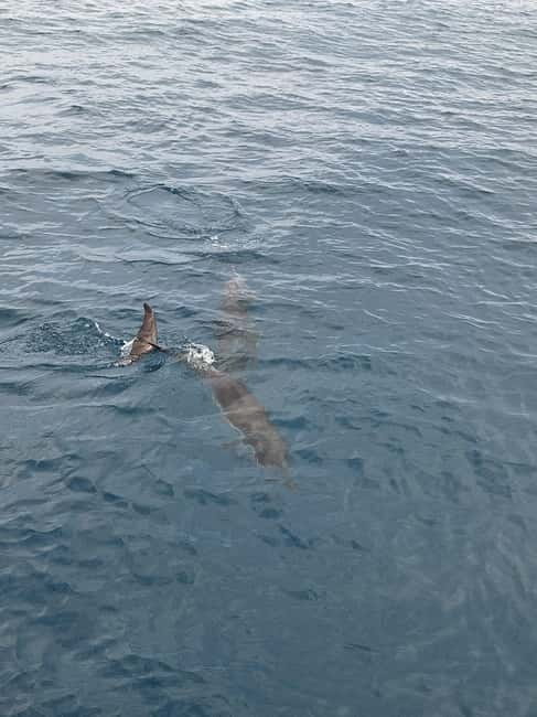 Giardini Naxos Taormina: Dolphin Watching Sunset Tour - FAQ