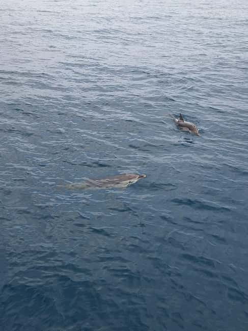Giardini Naxos Taormina: Dolphin Watching Sunset Tour - Isola Bella from the Ionian Sea