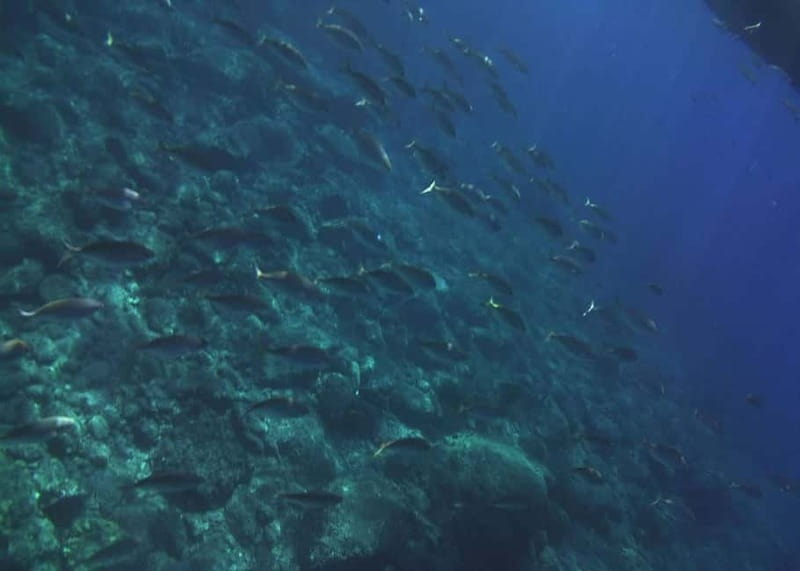 Giardini Naxos Taormina: Dolphin Watching Sunset Tour - My verdict: book it for the full evening