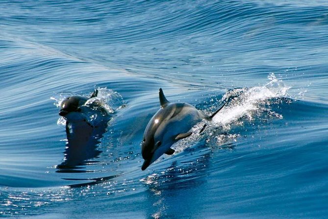 Gibraltar Dolphin Adventure - Key points to know before you book