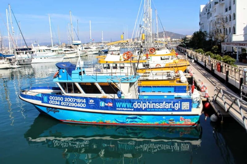 Gibraltar: Dolphin Watching Boat Tour - What you are likely to see in the bay and strait