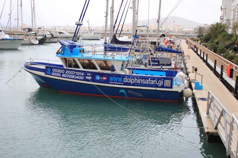 Gibraltar: Dolphin Watching Boat Tour - Live commentary and the crew’s approach