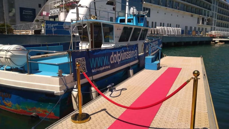Gibraltar: Dolphin Watching Boat Tour - Seeing dolphins from a 12-person boat
